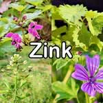 Nährstoffe: Zink (Spurenelement)