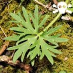 Bl&auml;tter des Scharfen Hahnenfu&szlig;es