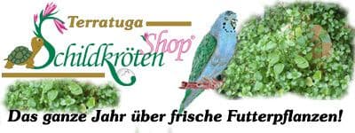 Schildkr&ouml;ten-Shop