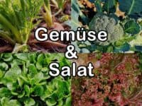 Gem&uuml;se & Salat
