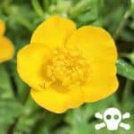 Scharfer Hahnenfu&szlig;