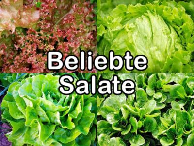 Nährstoffvergleich - Salate Nährstoffvergleich - Salate