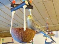 Kokosschaukel mit Ronja