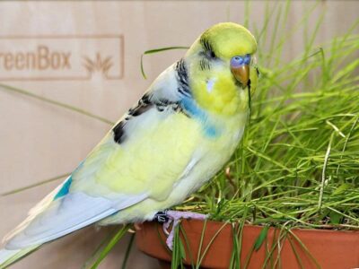 Rasmus mit der Zimmerwiese Rasmus mit der Zimmerwiese