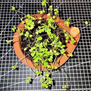 Basilikum - Sprossen