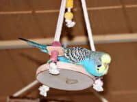 Birkenschaukel mit Mia Birkenschaukel mit Mia