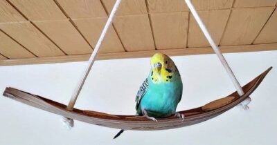 Kokosblattschaukel von Vogeltraum Kokosblattschaukel von Vogeltraum