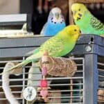 Korksizstange mit Lotta