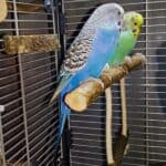 Schaukelsitzstange mit Wellis