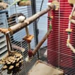 Sitzstange mit Partnerschaukel