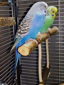 Schaukelsitzstange mit Wellis