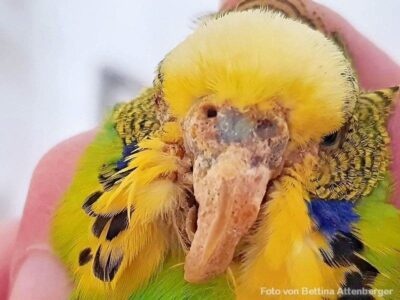 Grabmilbenbefall Grabmilbenbefall