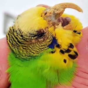 Schnabel mit Grabmilbenbefall