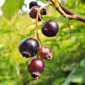 Fr&uuml;chte der Johannisbeere