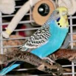 Leberentz&uuml;ndung