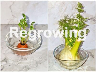 Regrowing f&uuml;r Wellensittiche