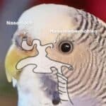 Verbindung Nase und Schnabel Verbindung Nase und Schnabel