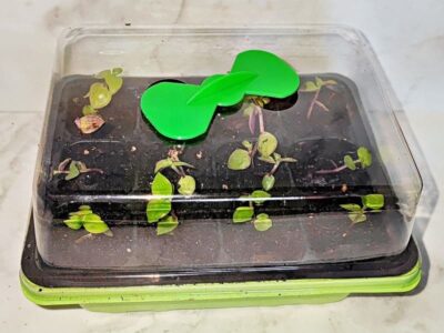 Gew&auml;chshaus mit Deckel