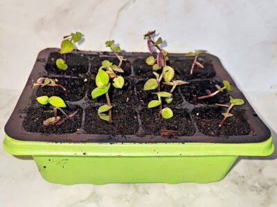 Gew&auml;chshaus mit Stecklingen