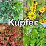 Nährstoffe: Kupfer (Spurenelement)