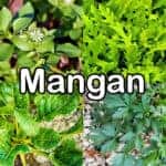 Nährstoffe: Mangan (Spurenelement)