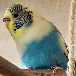 Hypertrophie Hypertrophie