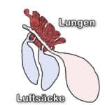 Lufts&auml;cke & Lungen