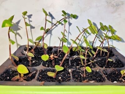 Stecklinge (angewachsen)