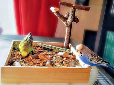 W&uuml;hlkiste mit Wellis