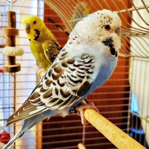 Die 2 Neuen Die 2 Neuen