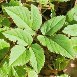 Blätter des Giersch