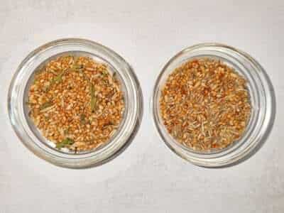 Vergleich Parrots Parcel & Mr. Crumble