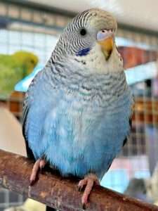 premiumwellis premiumwellis