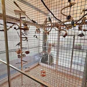 Voliere von premiumwellis