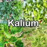Nährstoffe: Kalium (Mineralstoff)