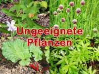 Ungeeignete Pflanzen