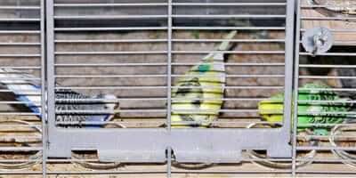 Futtertest durch die Wellis