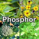 Nährstoffe: Phosphor (Mineralstoff)