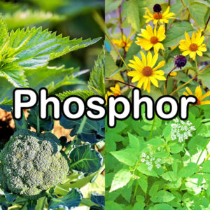 Phosphor