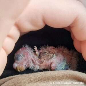 Unterentwickeltes Küken