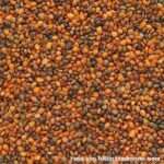 Rucolasamen (Futterkr&auml;merei)