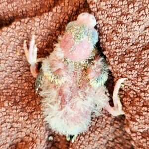 Spreizbeine Spreizbeine