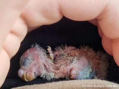 Zuchtversuche Zuchtversuche