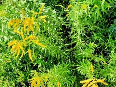 Kanadische Goldrute Kanadische Goldrute