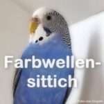 Farbwellensittich