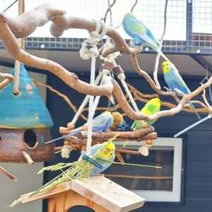 Calli-Welli Calli-Welli