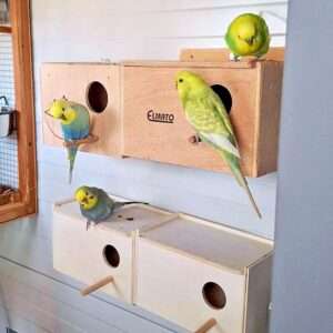 Zuchtboxen von Calli-Welli Zuchtboxen von Calli-Welli