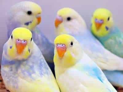 Goldwellis Goldwellis