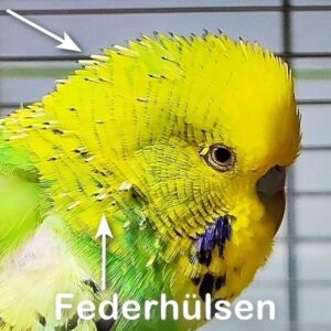Federh&uuml;lsen am Kopf