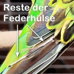 Reste der Federh&uuml;lse